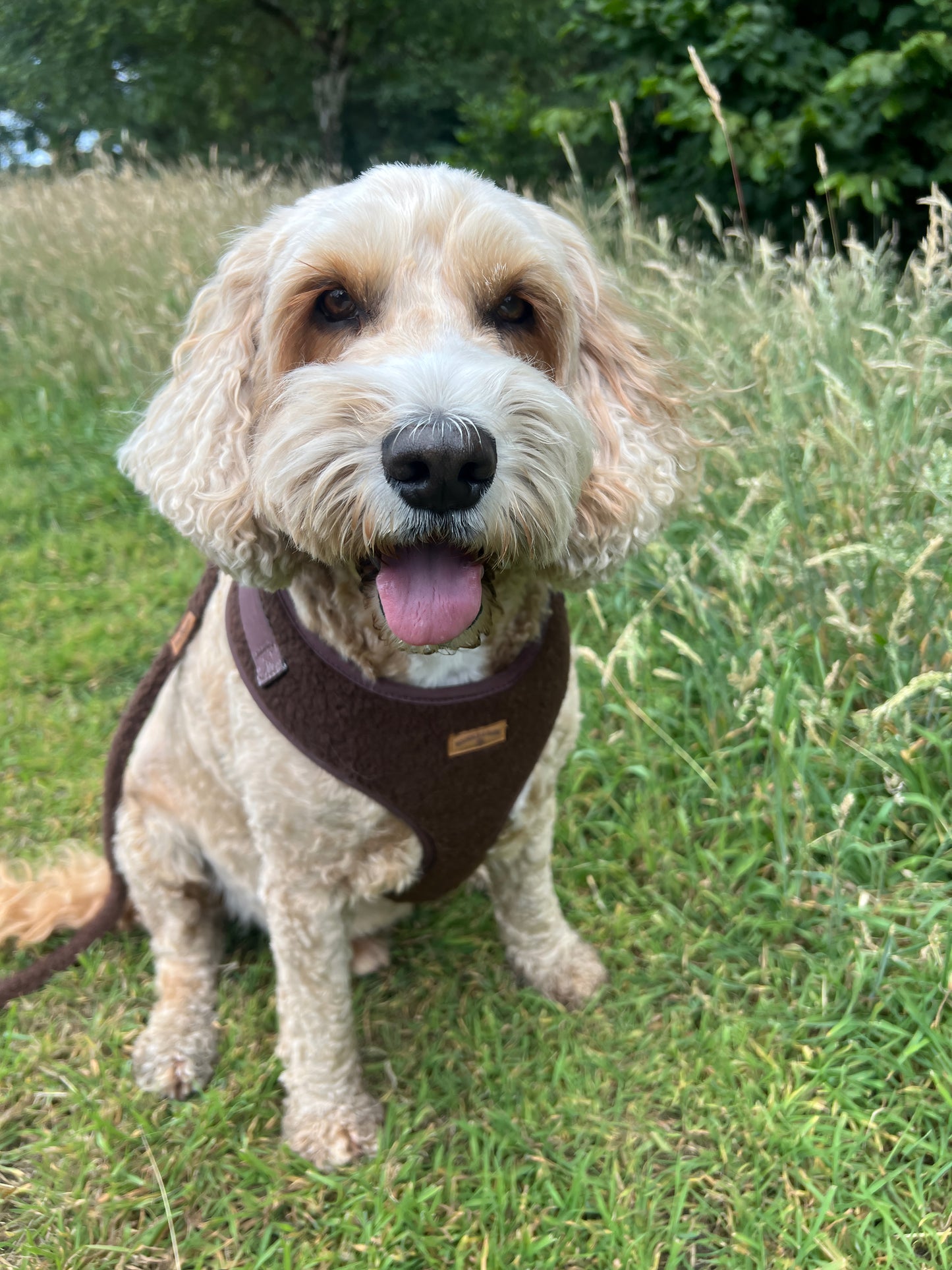 Cosy Chocolate Brown Harness