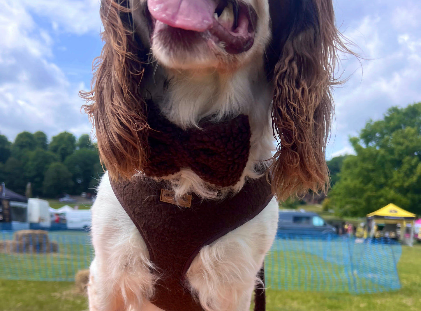 Cosy Chocolate Brown Bow