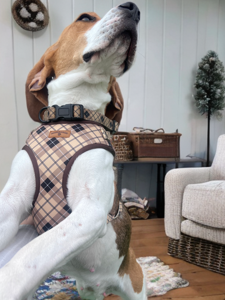 The Essential Boodle Bundle - Brown Checkered Edition