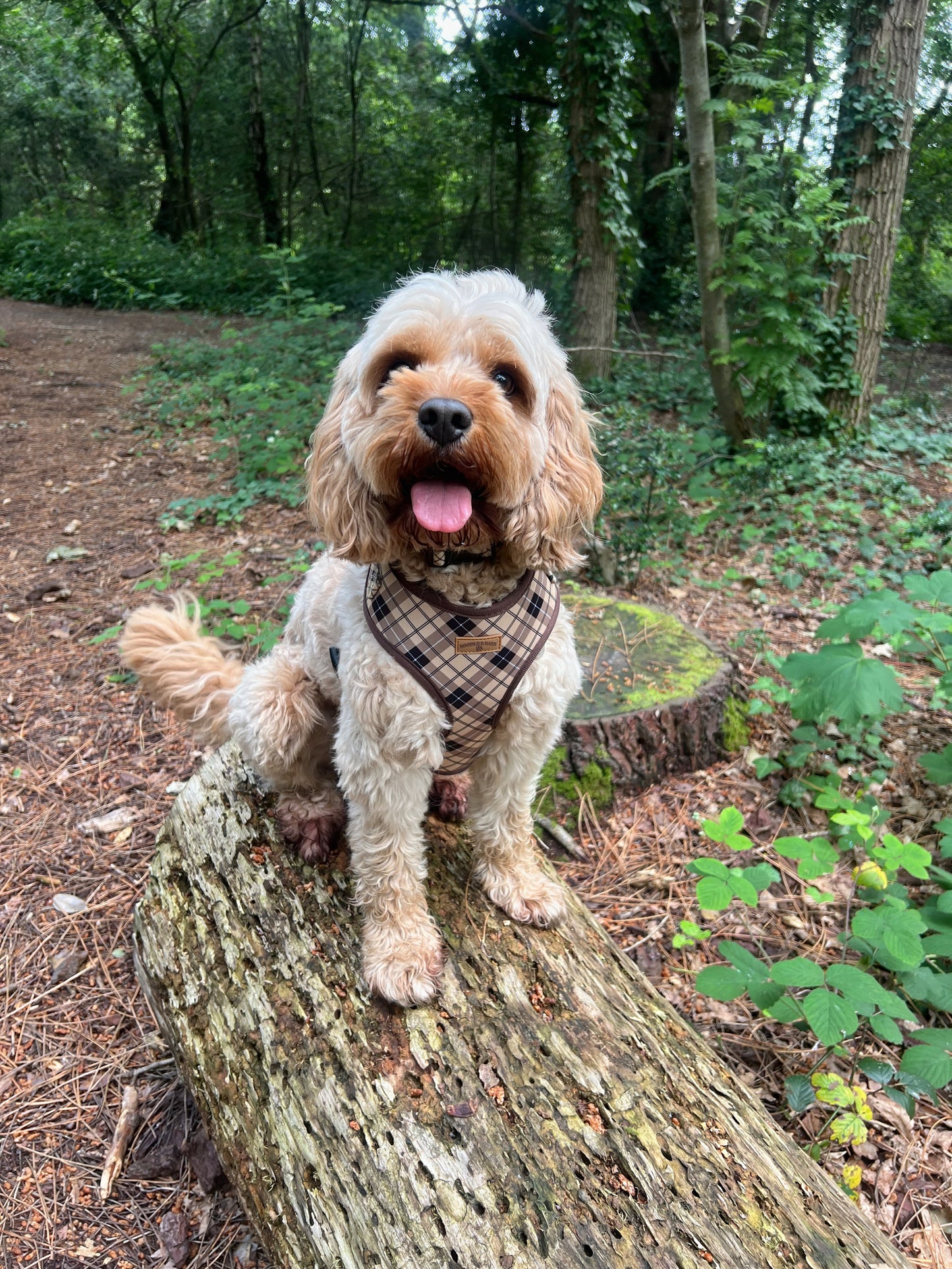Brown Checkered Harness