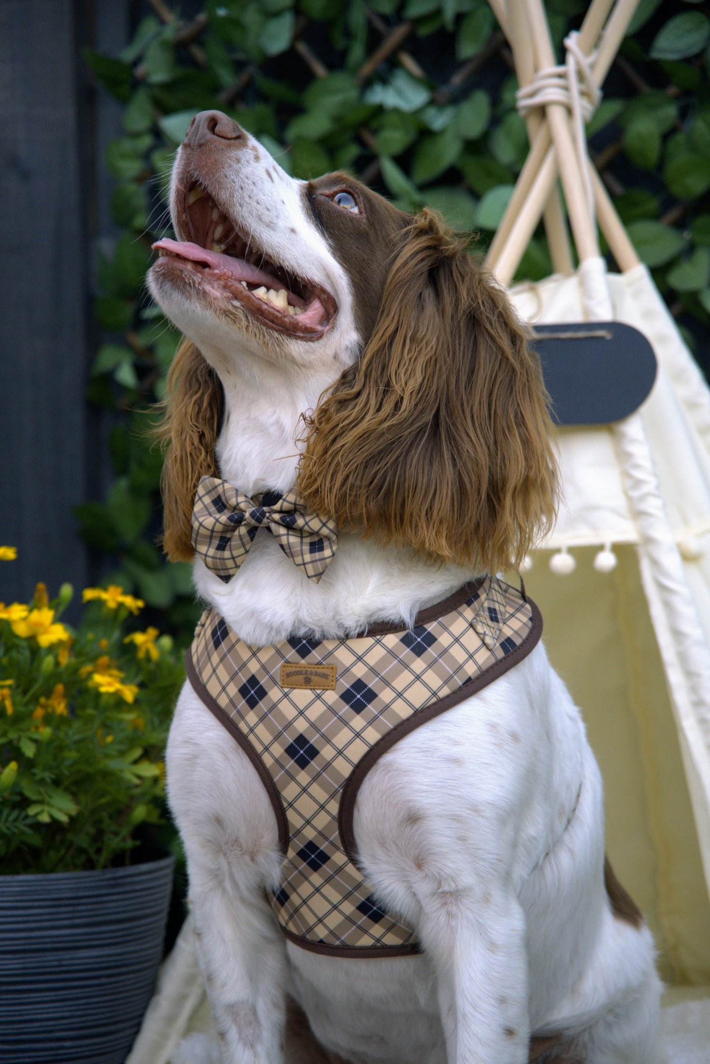 Brown Checkered Dog Harness | Classic Adjustable Harness