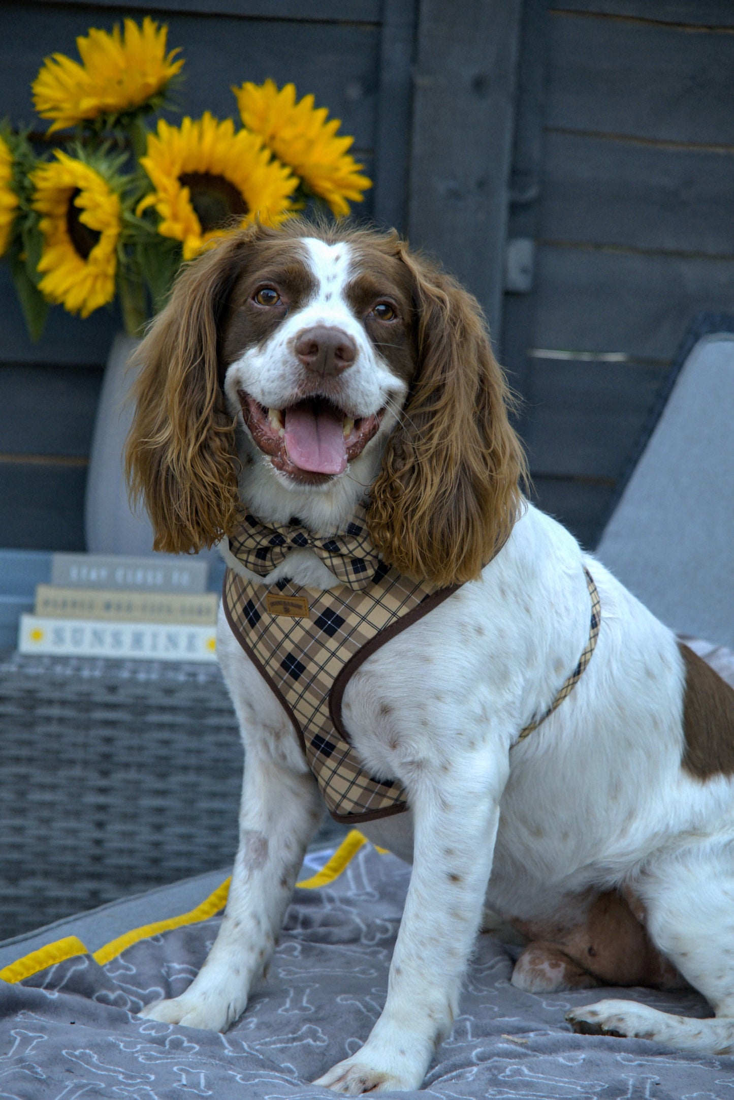 Brown Checkered Dog Harness | Classic Adjustable Harness