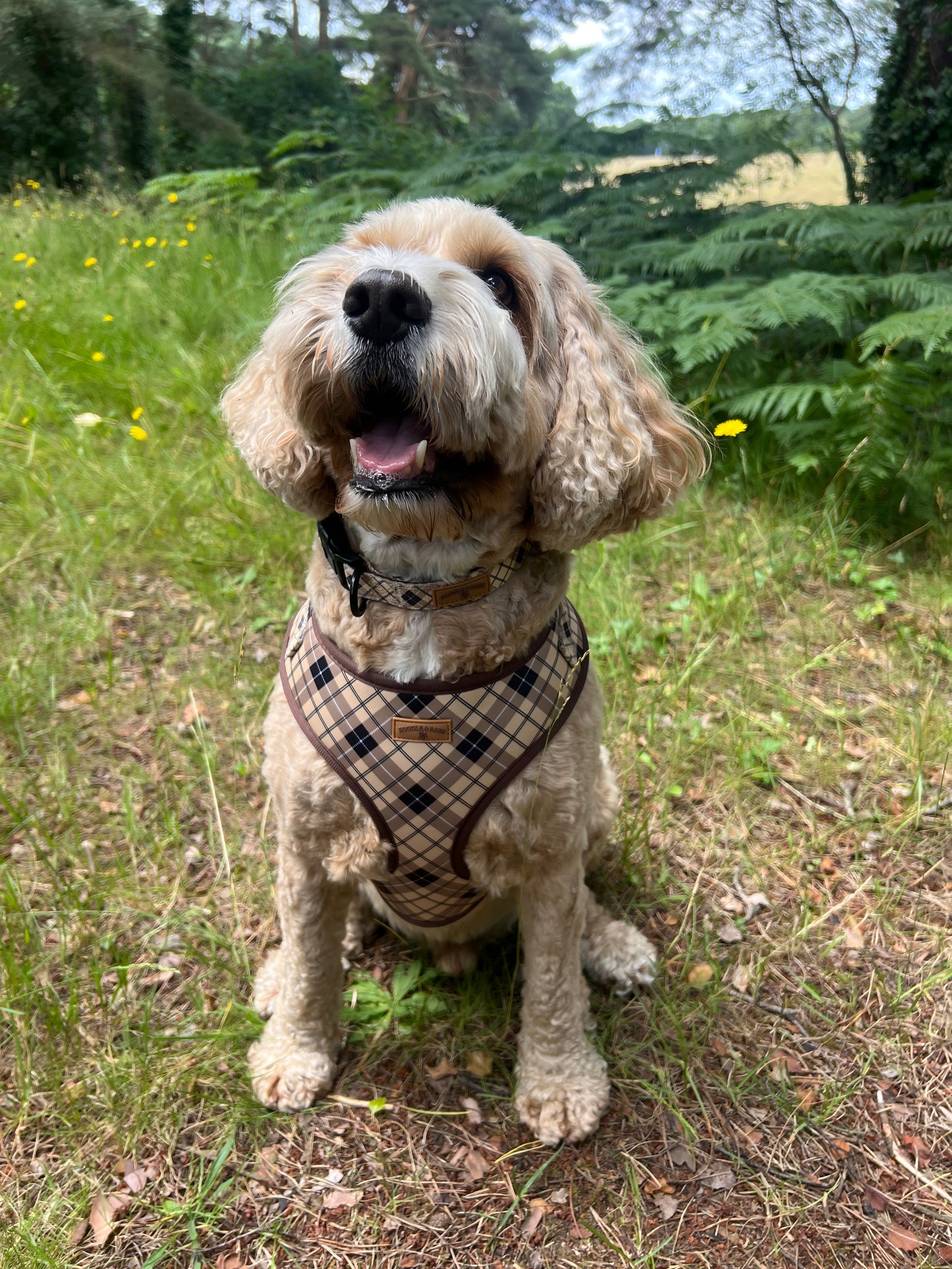 Brown Checkered Harness
