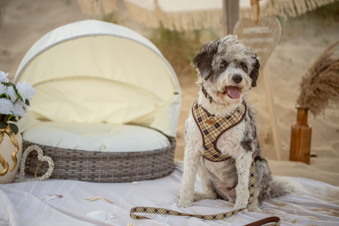 Best Dog Harness: How to Choose the Right Harness for Your Dog