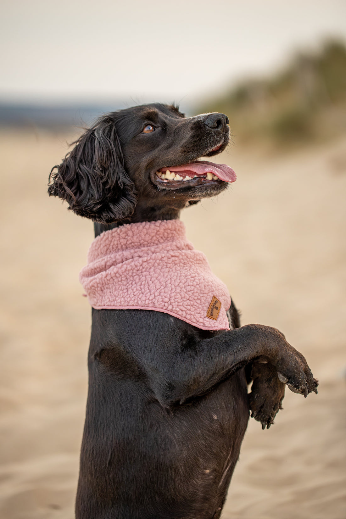 Why Does My Dog Pull on the Lead? Causes & How to Stop It