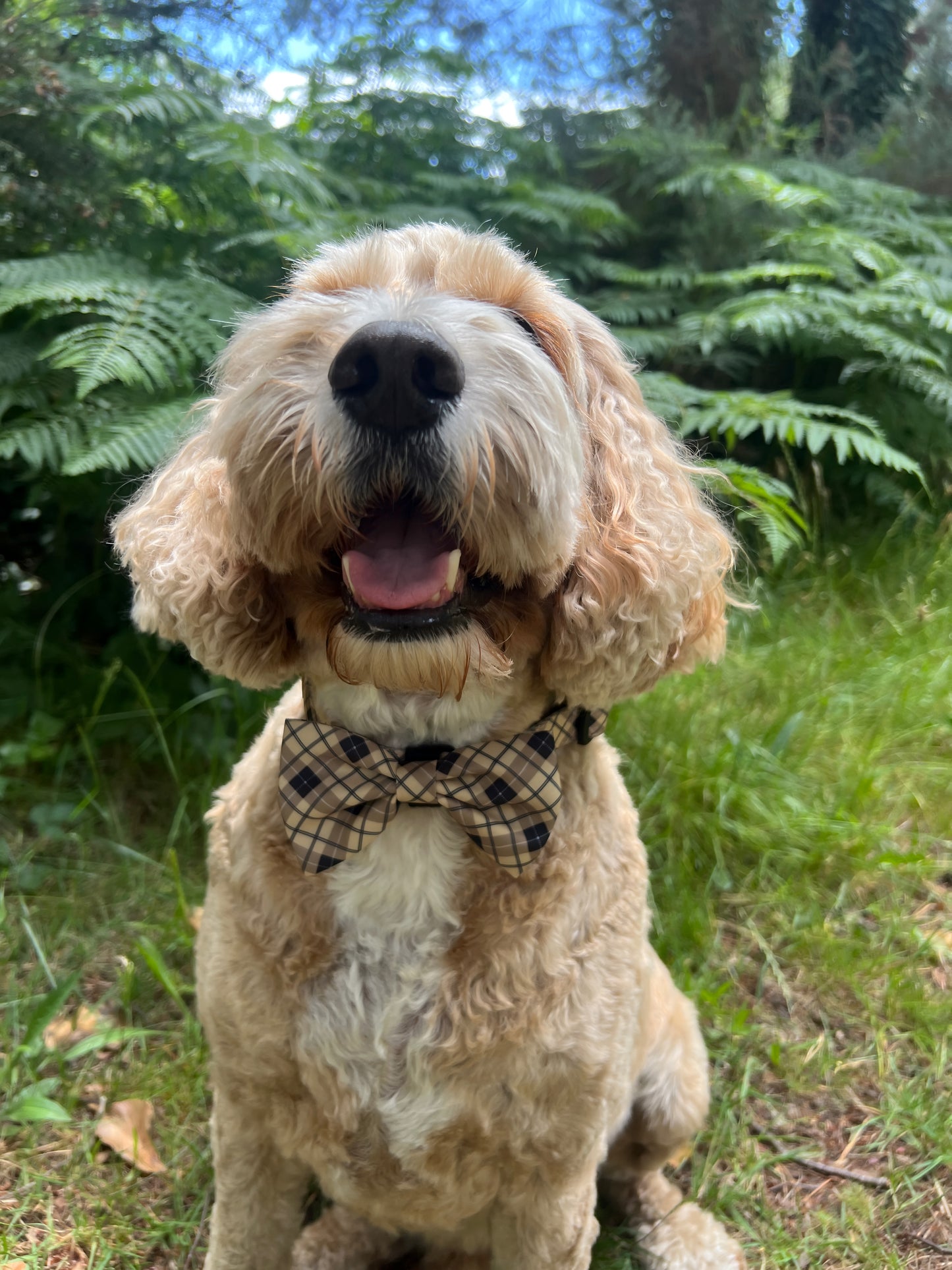 Brown Checkered Bow