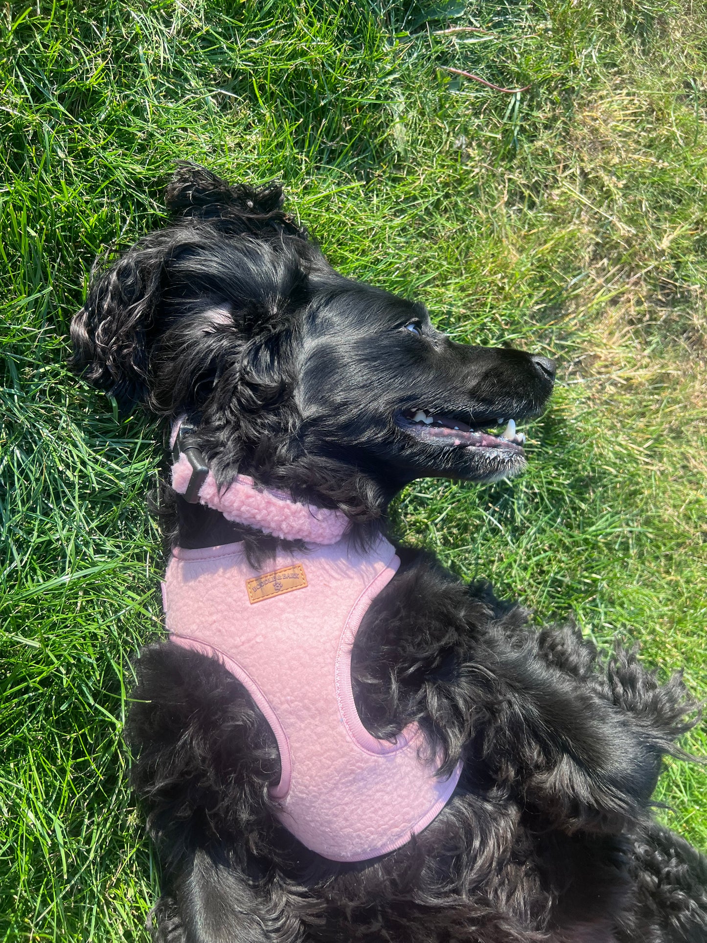 The Essential Boodle Bundle - Pink Cosy Edition