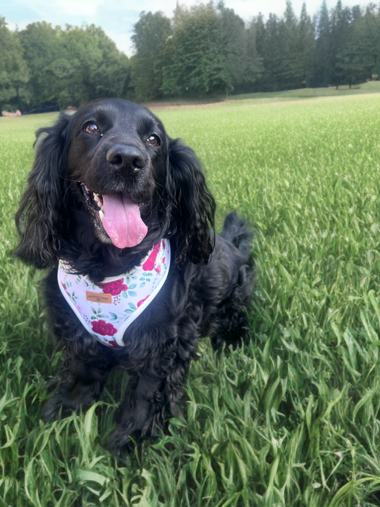 White Floral Harness