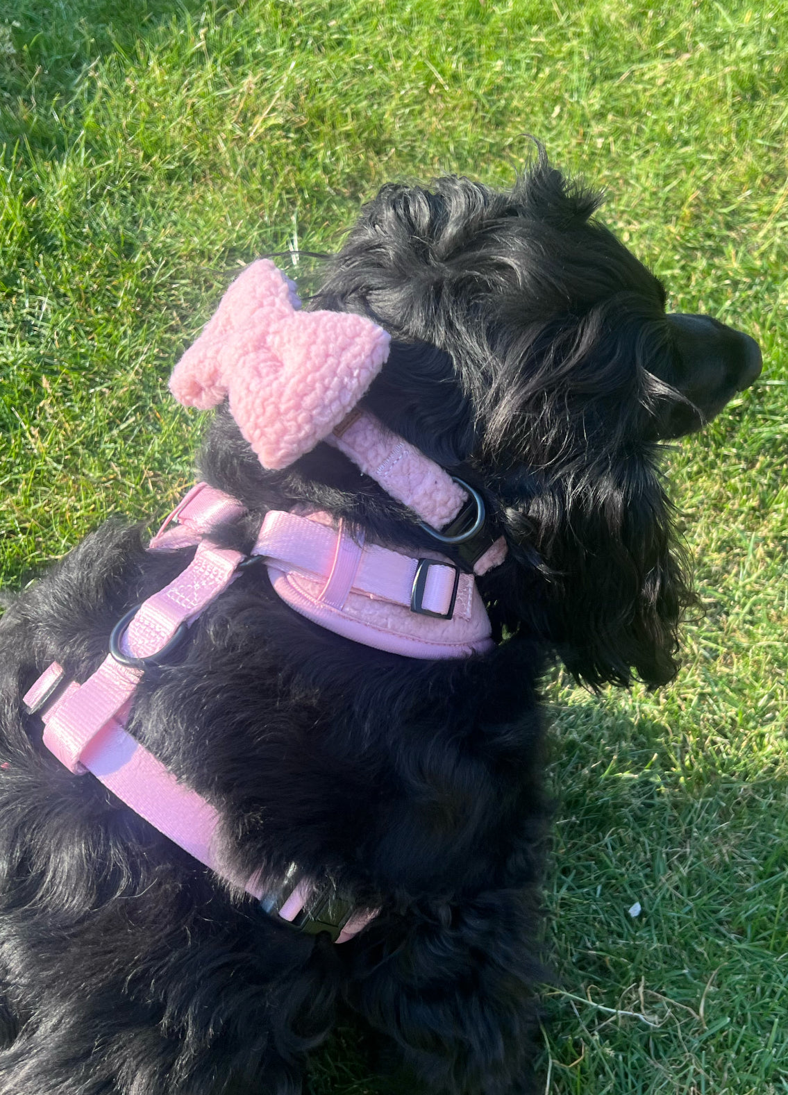 The Essential Boodle Bundle - Pink Cosy Edition