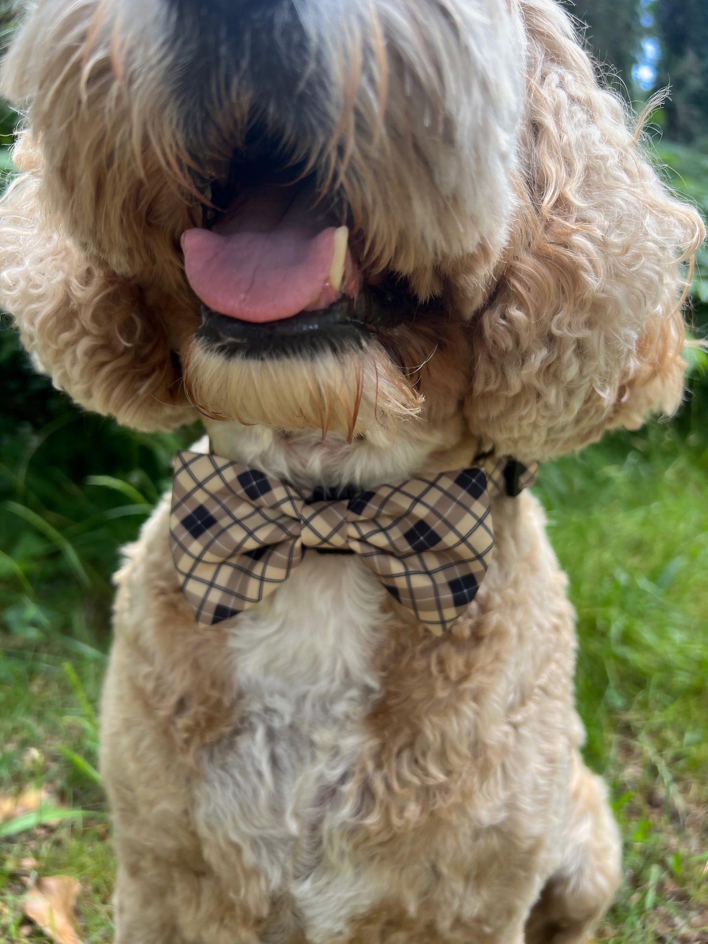 Brown Checkered Bow