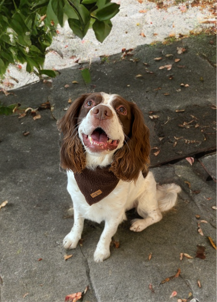 Cosy Chocolate Brown Bandana