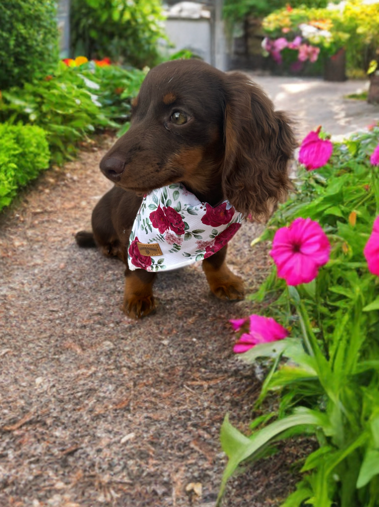 Floral White Bandana
