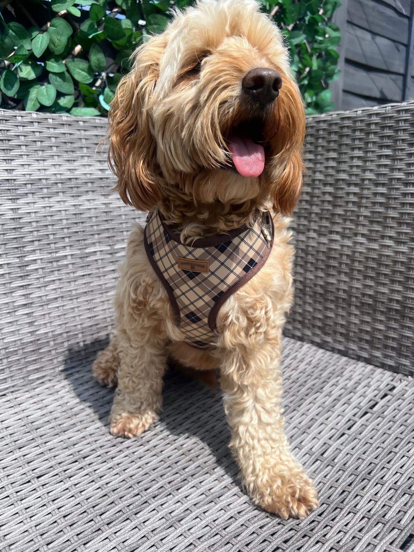 Brown Checkered Harness