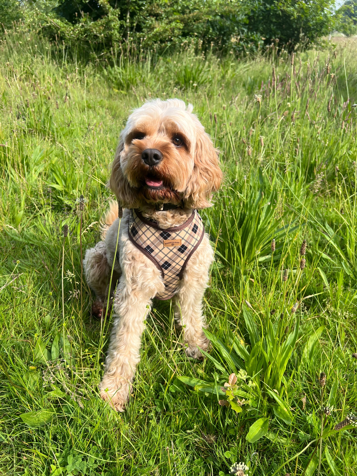 Brown Checkered Harness