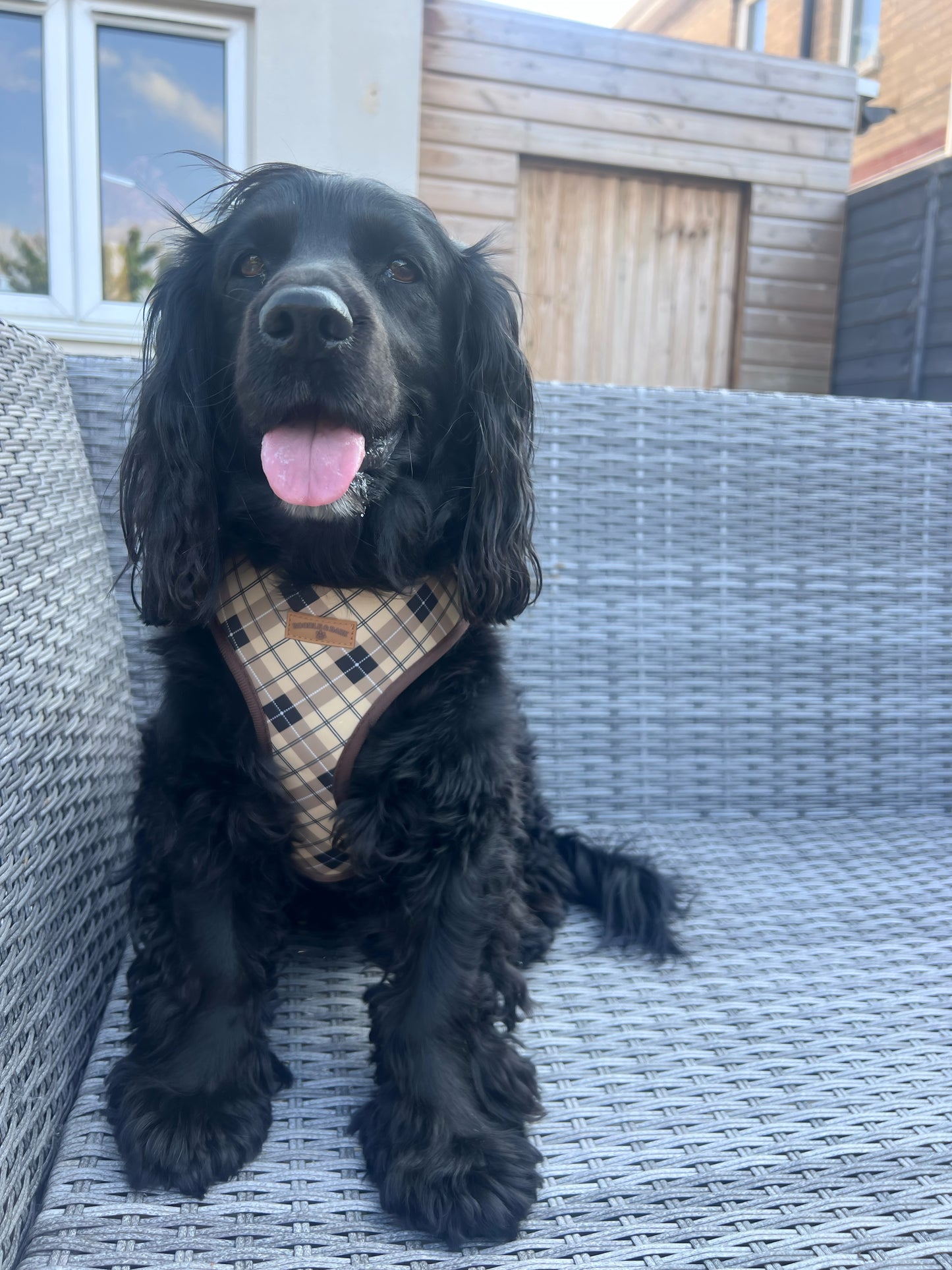 Brown Checkered Harness