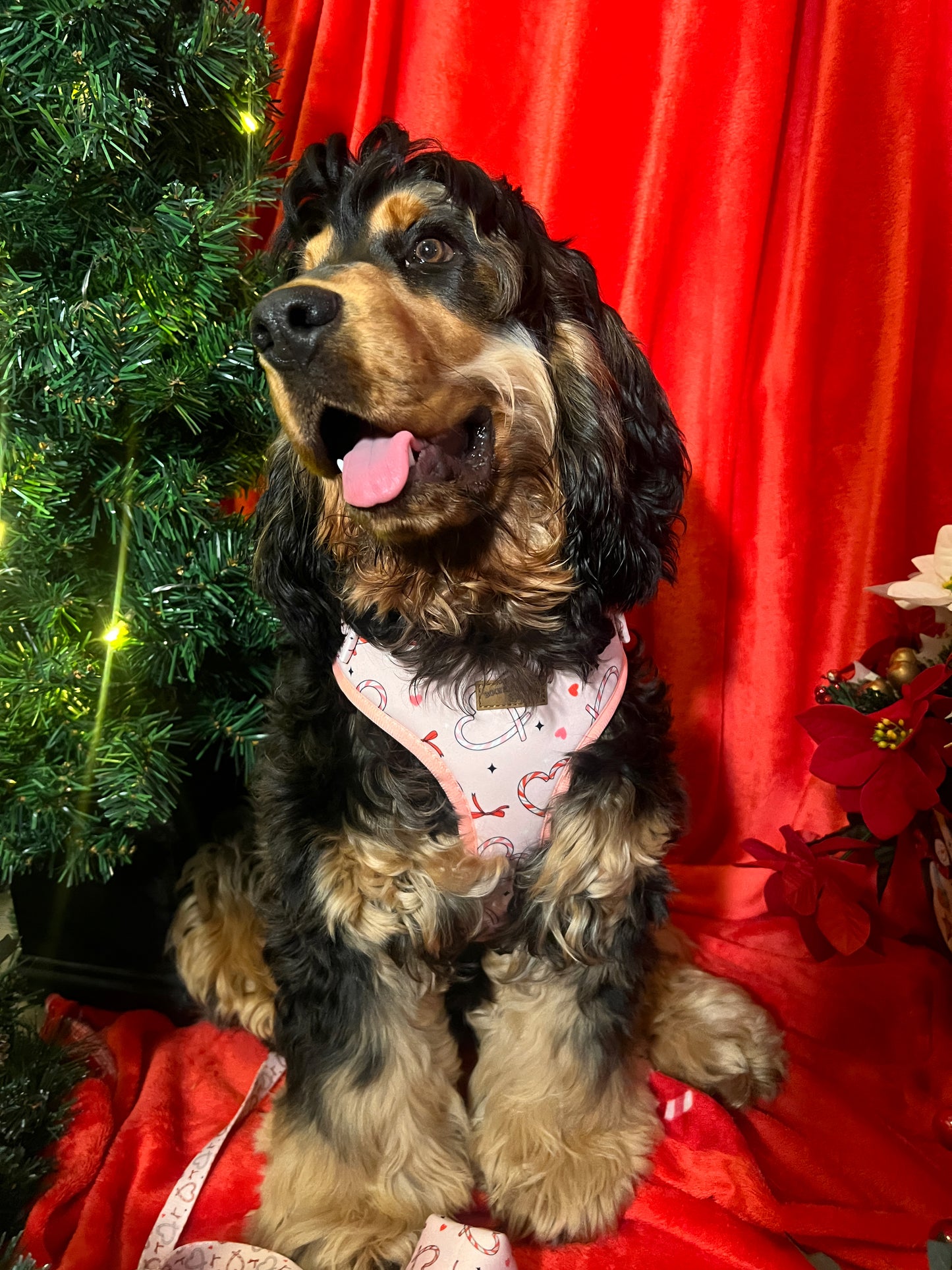 Pink Christmas Dog Bundle | Festive Love-Heart Candy Cane Harness, Matching Collar, Lead, Bow & Poop Bag Holder