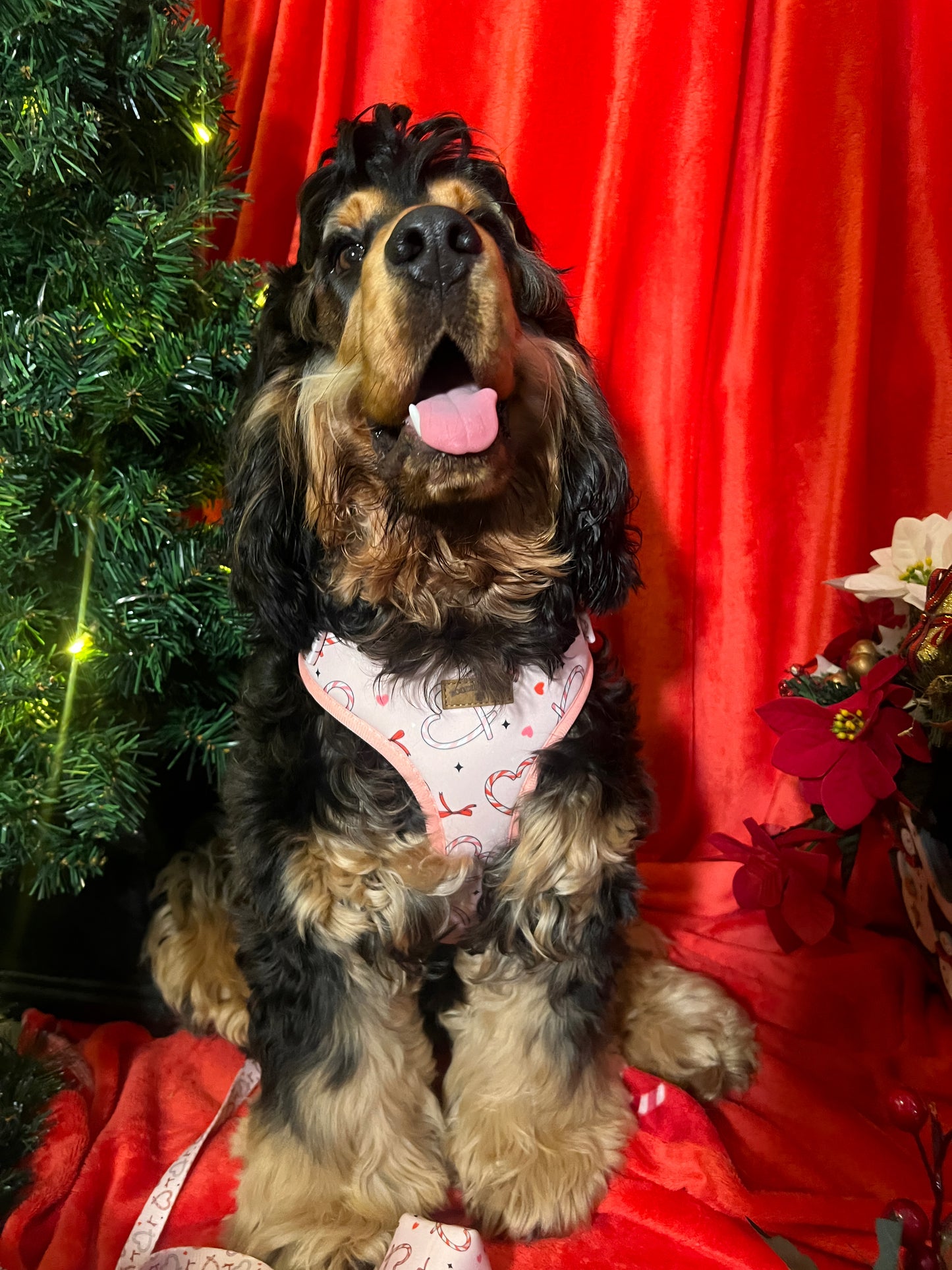 Pink Christmas Dog Bundle | Festive Love-Heart Candy Cane Harness, Matching Collar, Lead, Bow & Poop Bag Holder