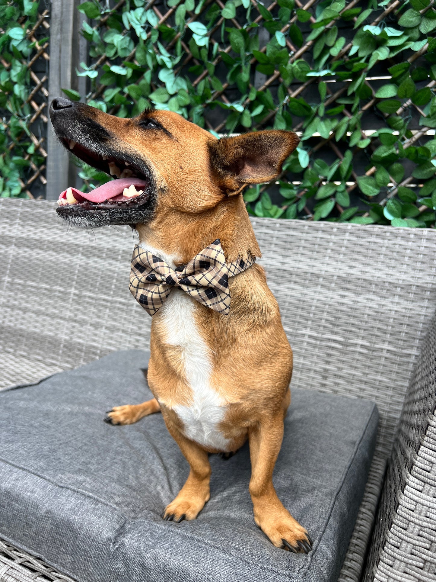 Brown Checkered Bow
