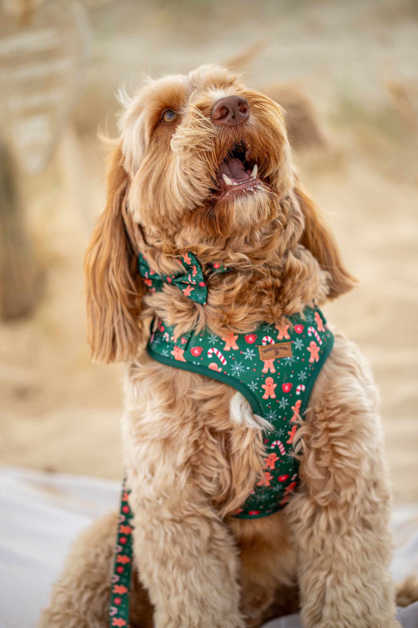 Green Christmas Dog 5-Piece Bundle | Gingerbread & Candy Cane Edition