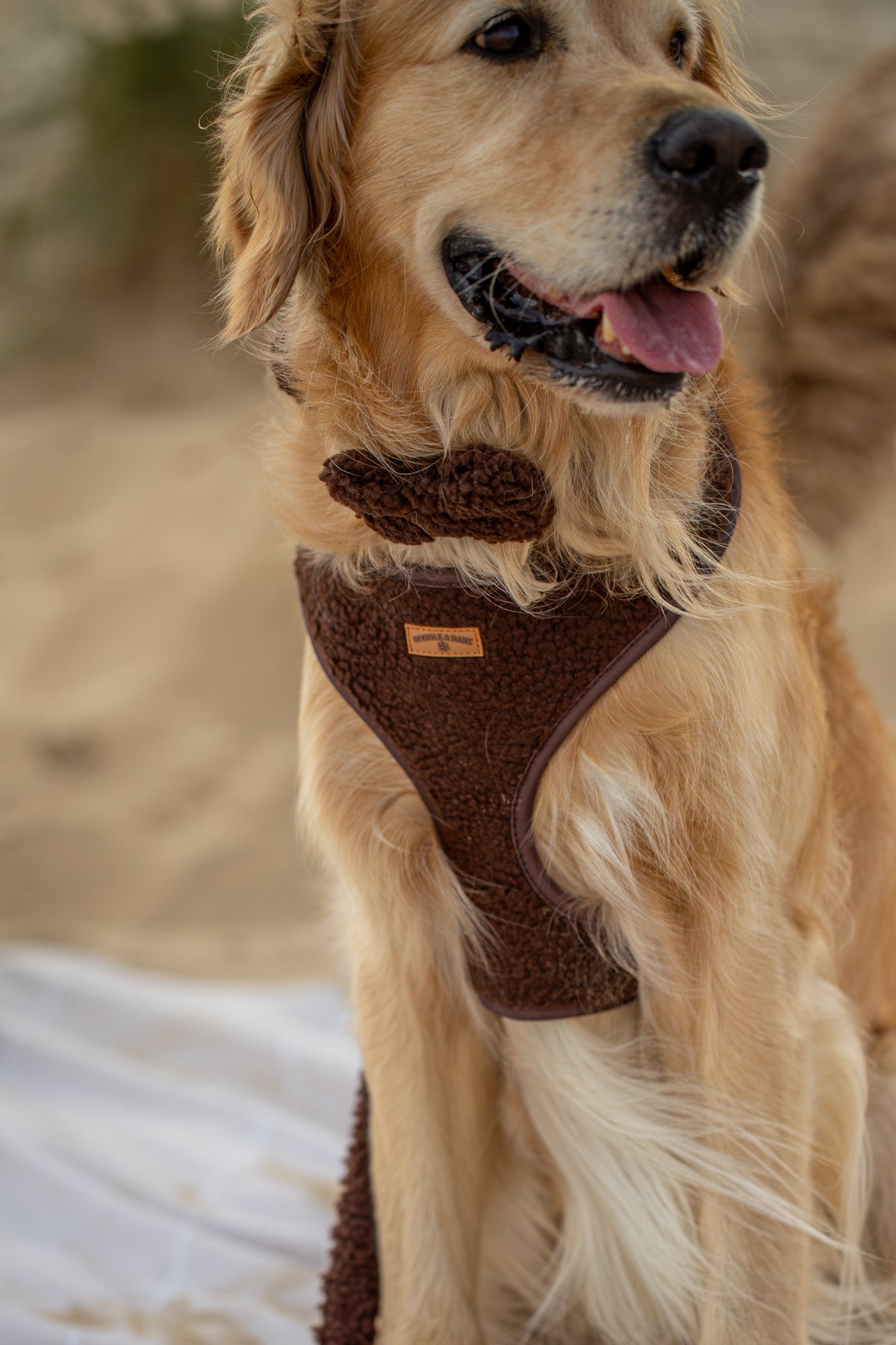 Cosy Brown Dog Bow Tie