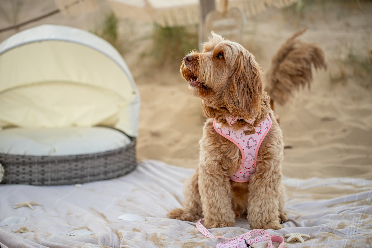 Pink Christmas Dog  5 Piece Bundle | Love Heart & Candy Cane Collection Edition