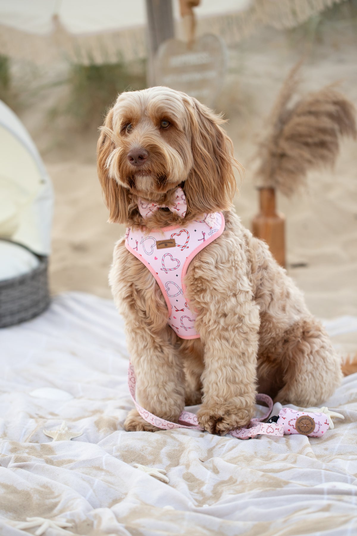 Pink Christmas Dog  5 Piece Bundle | Love Heart & Candy Cane Collection Edition