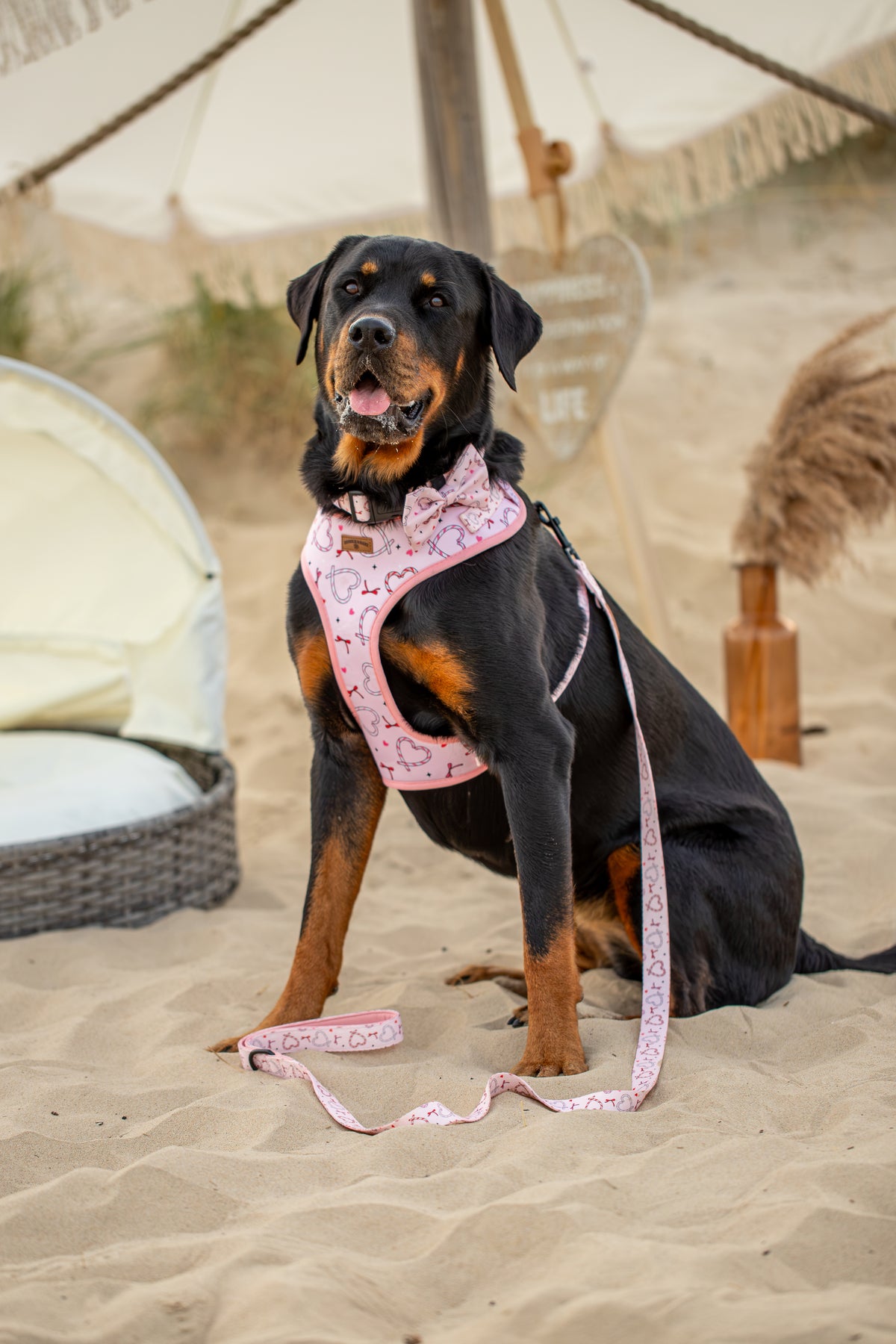 Pink Christmas Dog  5 Piece Bundle | Love Heart & Candy Cane Collection Edition