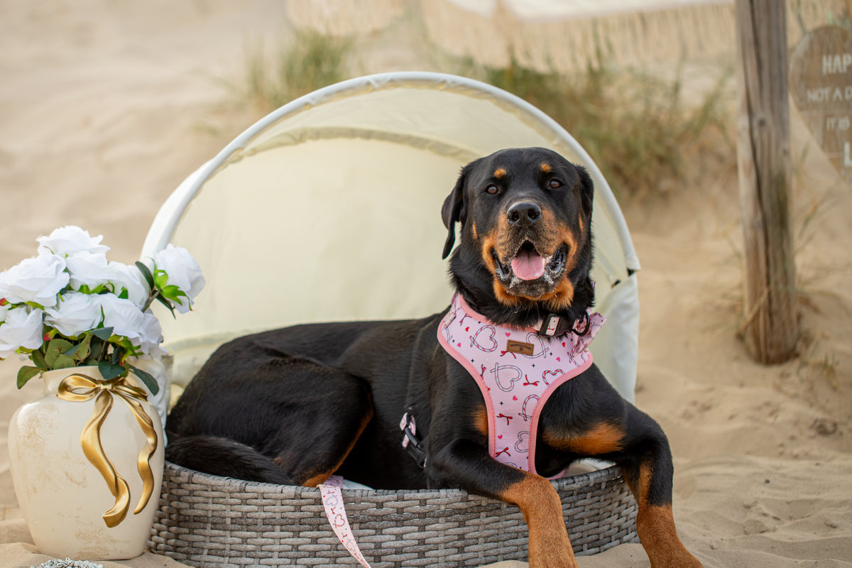 Pink Christmas Dog  5 Piece Bundle | Love Heart & Candy Cane Collection Edition