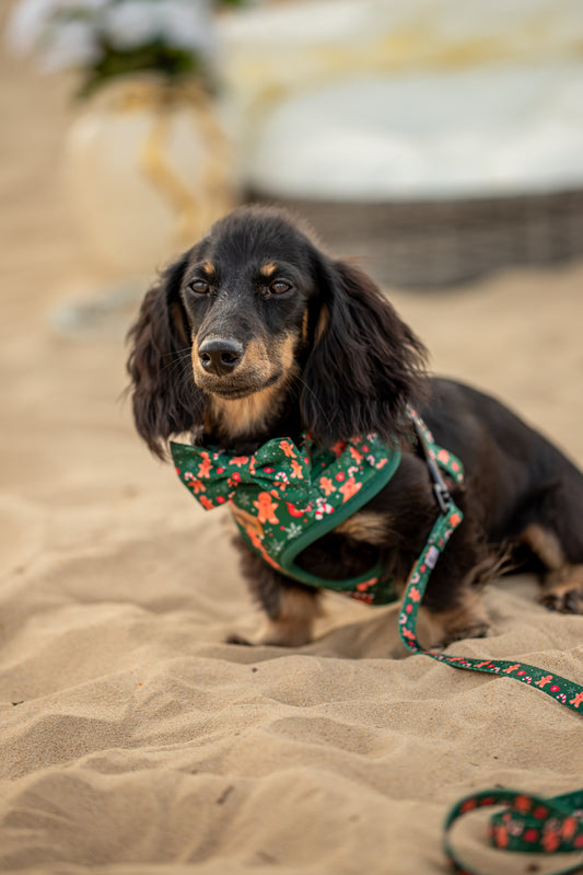 Green Christmas Dog 5-Piece Bundle | Gingerbread & Candy Cane Edition