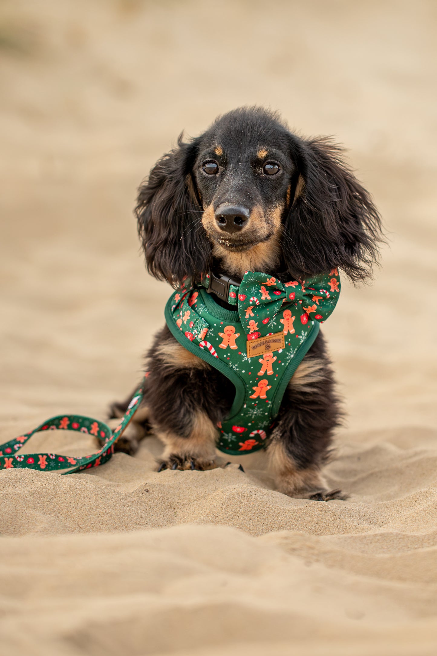 Green Christmas Dog 5-Piece Bundle | Gingerbread & Candy Cane Edition