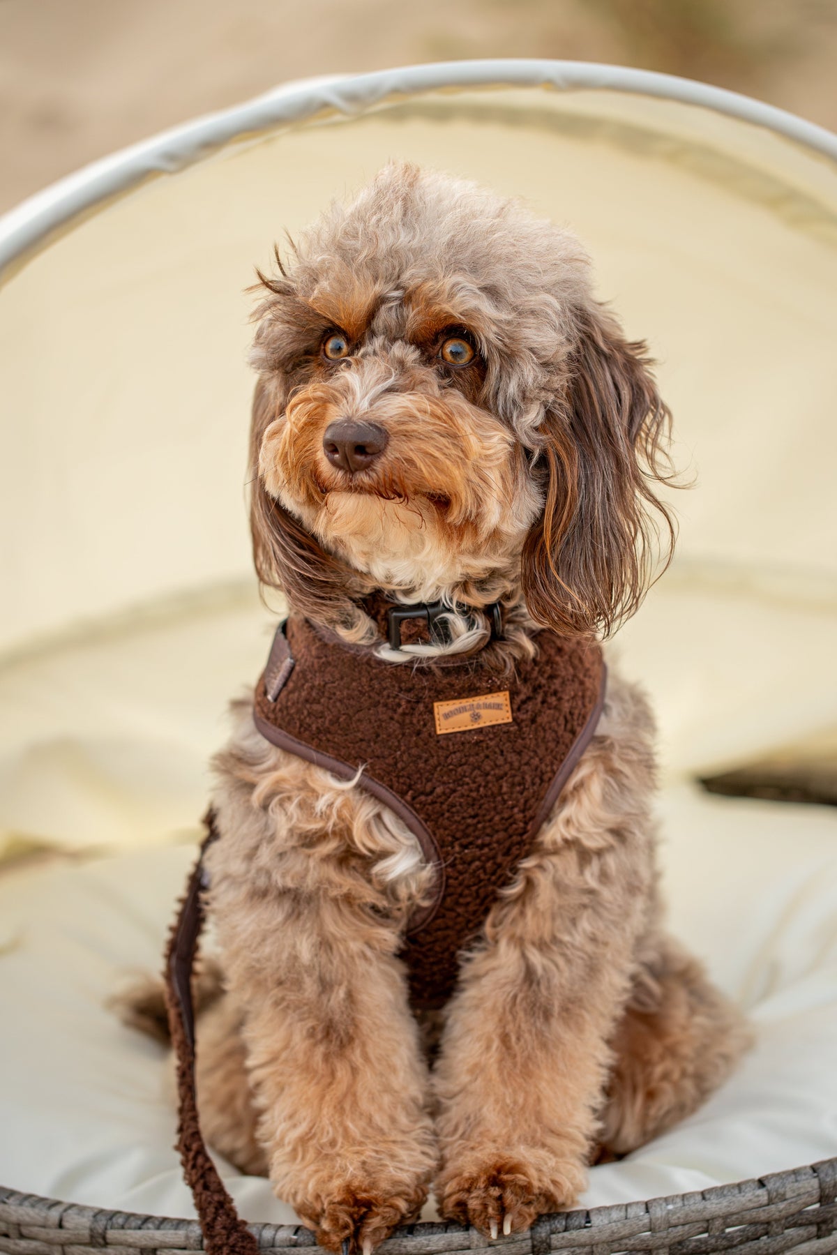 Cosy Chocolate Brown Dog Harness