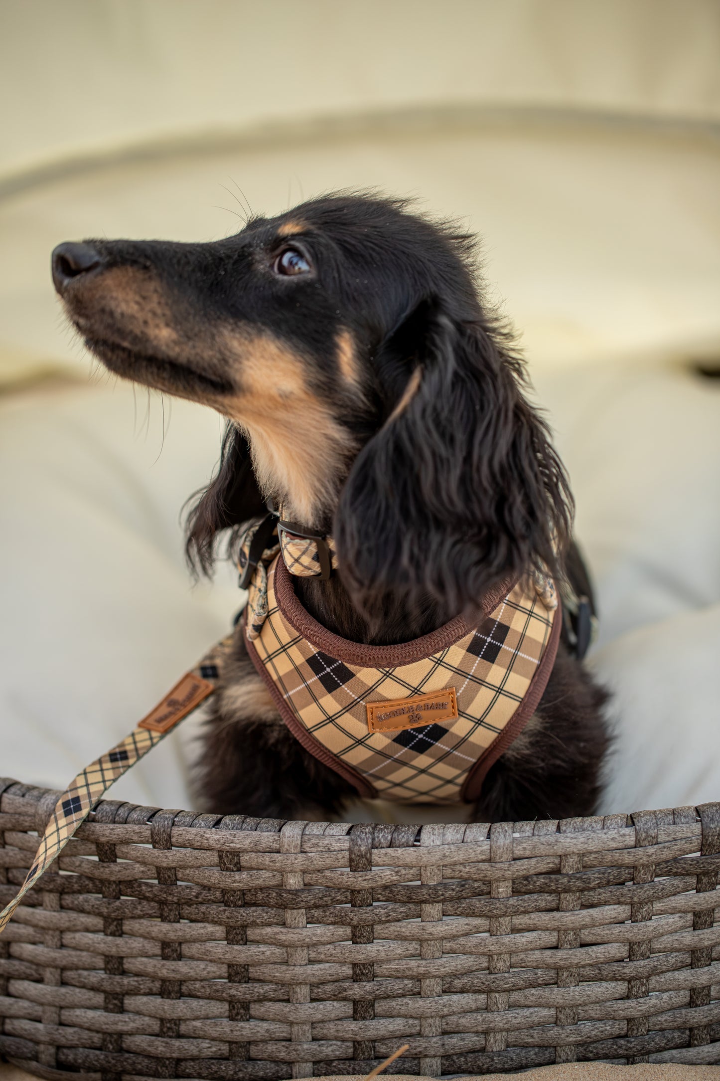 A long-haired black and tan dog wearing Boodle and Bark brown checkered harness 